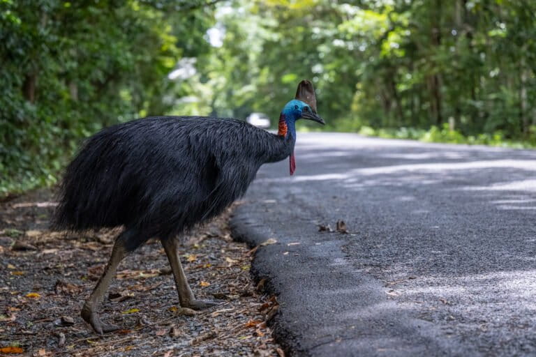 Mongabay
