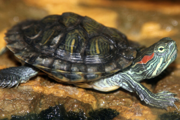 Mongabay