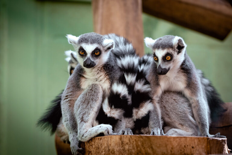 Mongabay